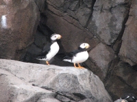 Puffins